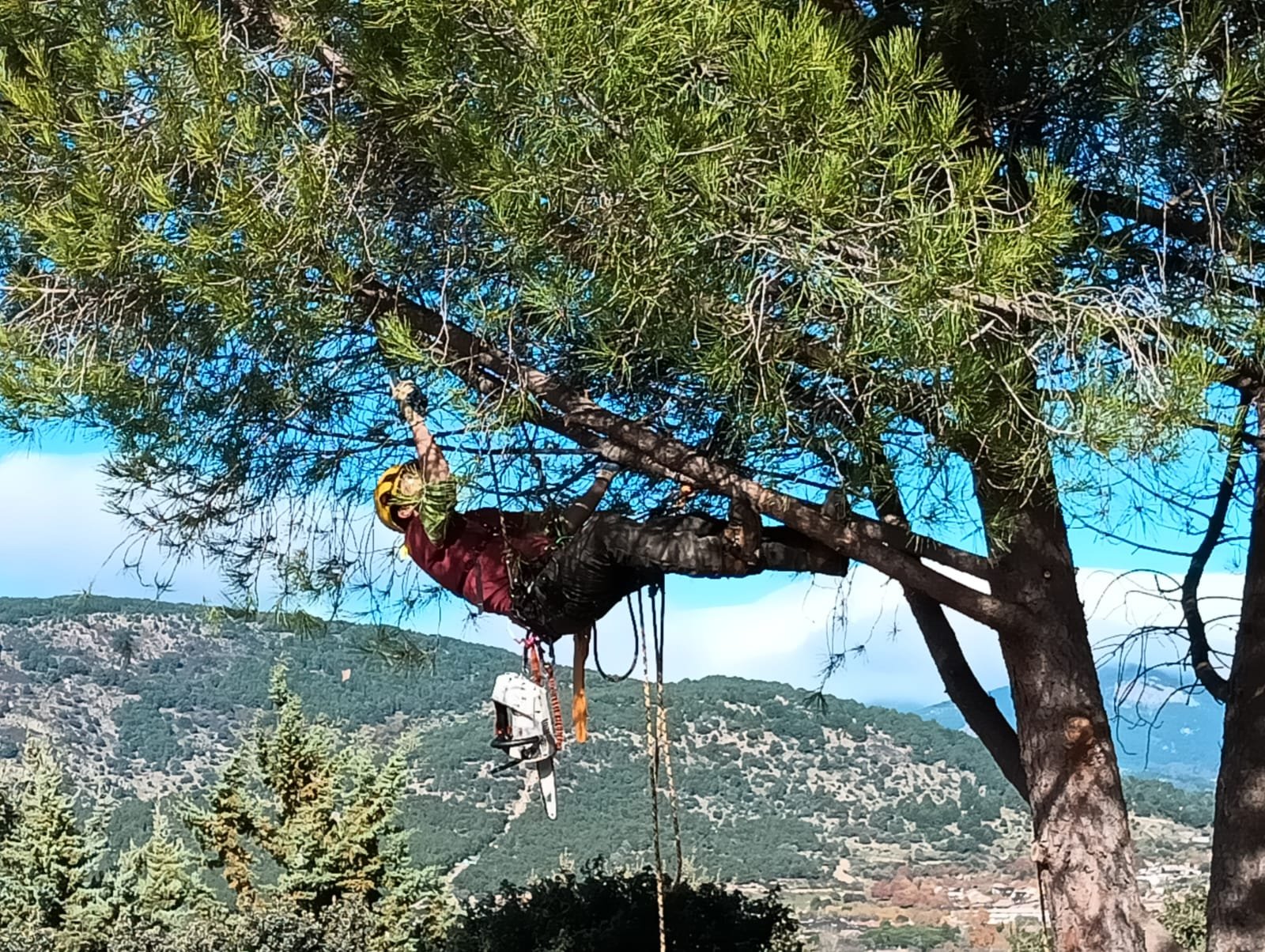 Poda de copa en jardín de chalet