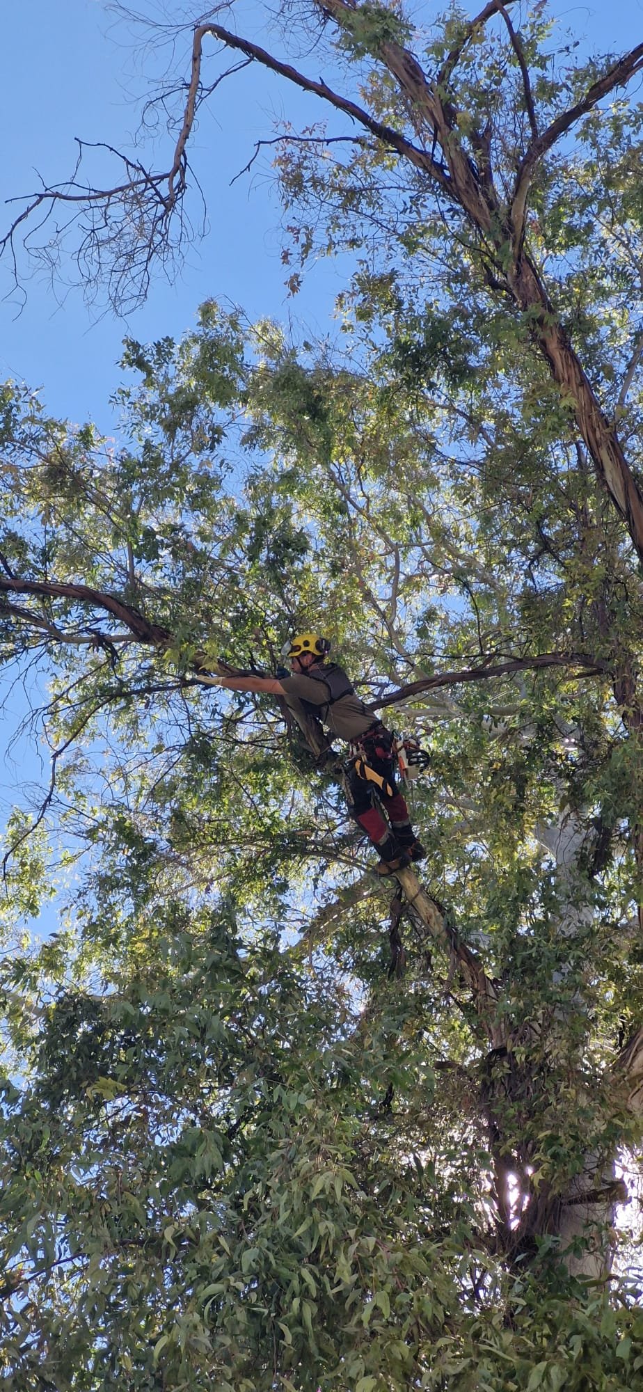 Trabajo de tala y descenso de piezas con cuerda