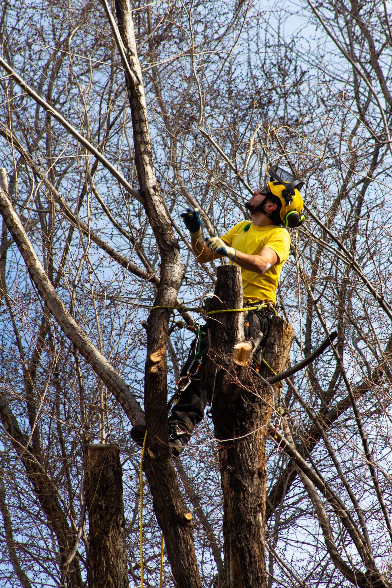 Arboricultor podando un árbol en altura con técnicas de escalada