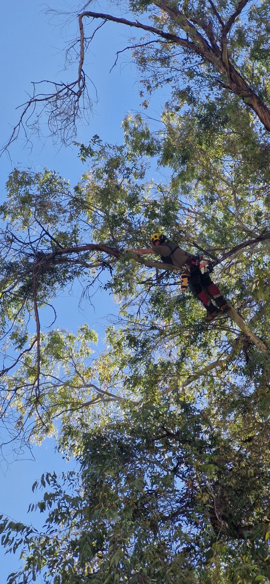 Saneamiento de ramas secas en árbol adulto
