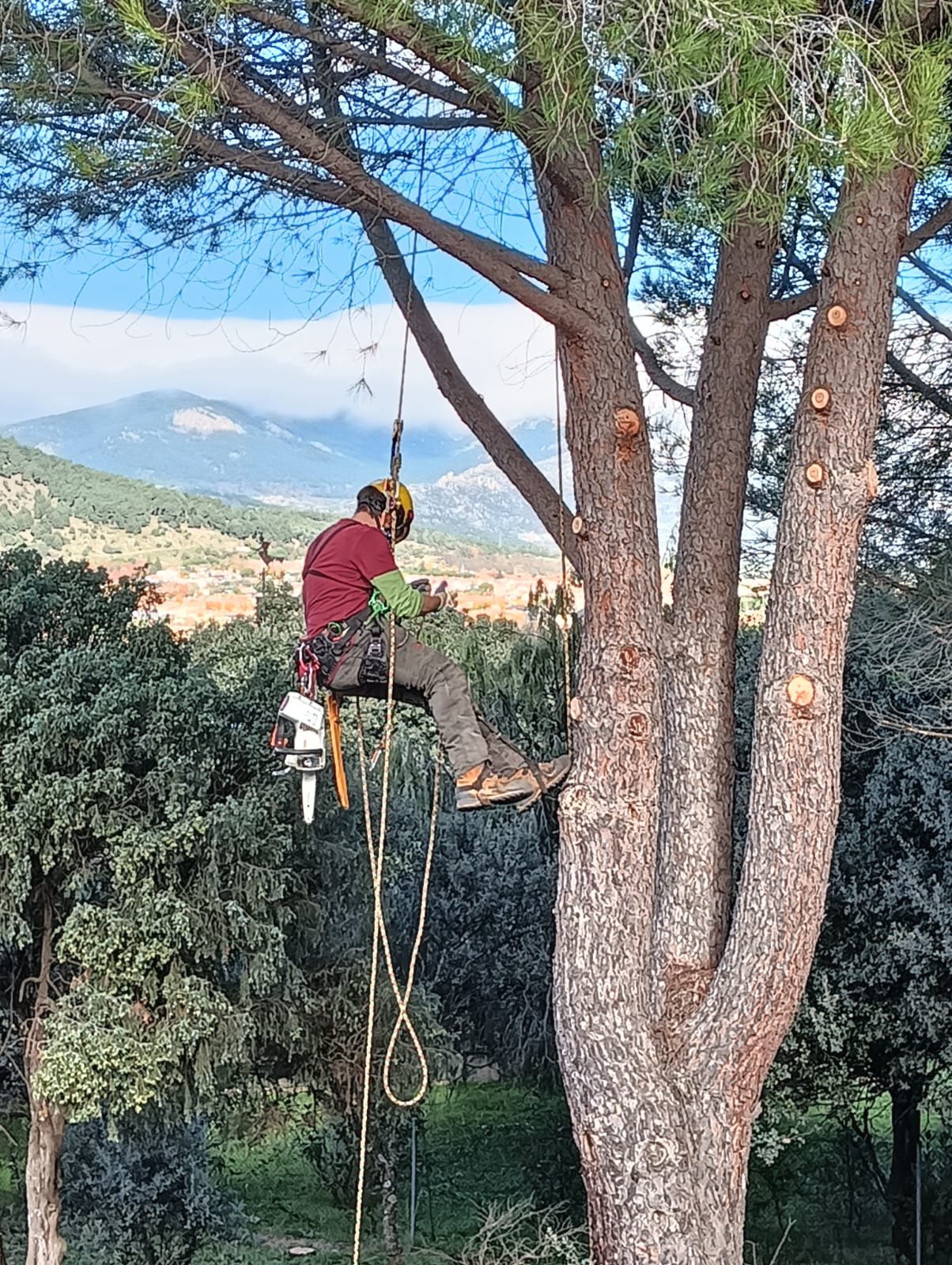 Trepa con cuerda y arnés durante una poda en altura en un árbol de grandes dimensiones