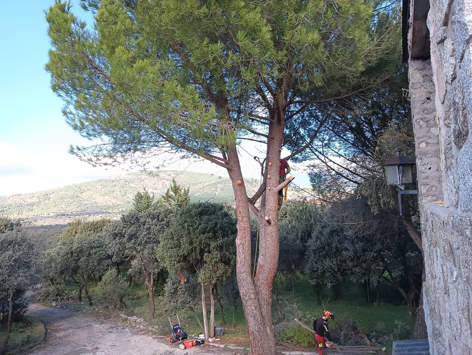 Poda de saneamiento con cuerda en un árbol maduro
