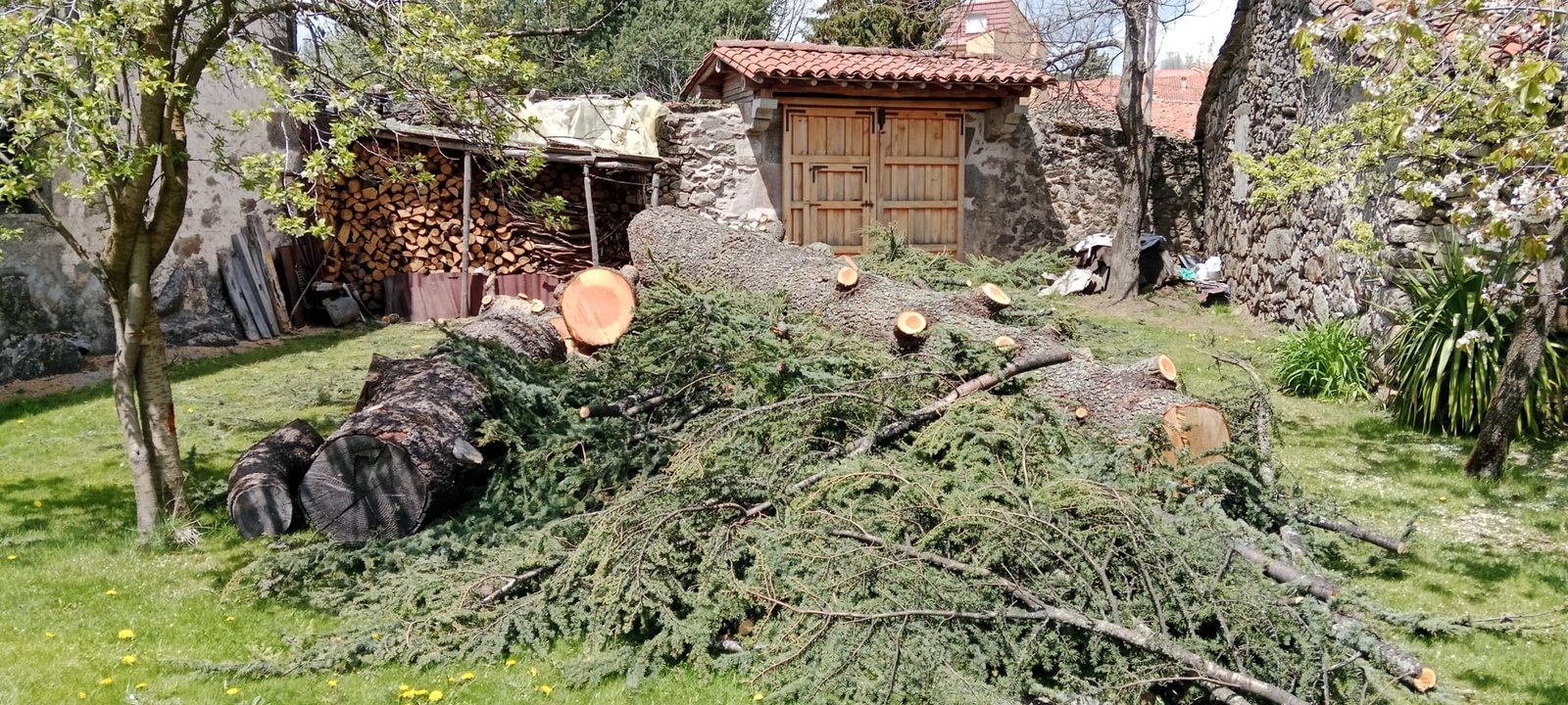 Poda en altura con cuerda y arnés