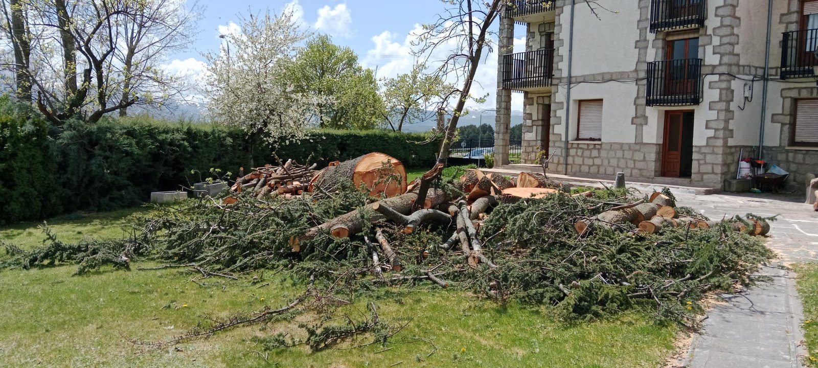 Saneamiento de copa en árbol adulto
